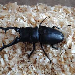 クワガタバトル　ヒラタ以外❗