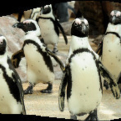 平日に🐠京都水族館行きませんか？ - 友達
