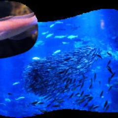 平日に🐠京都水族館行きませんか？ − 京都府