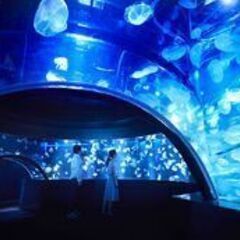 平日に🐠京都水族館行きませんか？ - メンバー募集