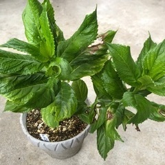万華鏡とダンスパーティー　値下げしましたの画像