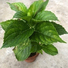 万華鏡とダンスパーティー　値下げしました