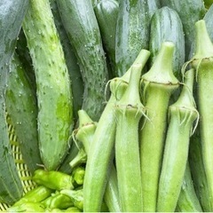 無農薬！家庭菜園　朝どれ新鮮　きゅうり　ししとう　おくらの画像