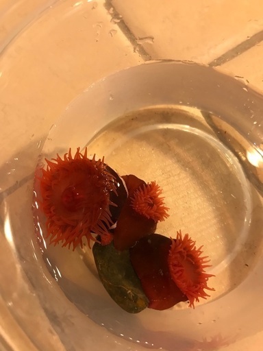 梅干しイソギンチャク