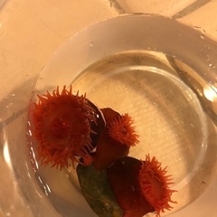 梅干しイソギンチャク