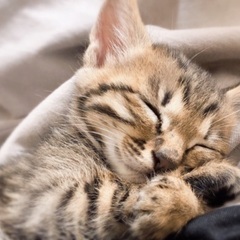里親になってくれる方急募です。