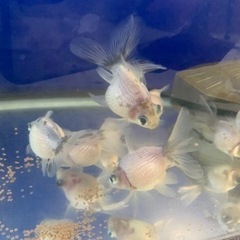 変わり竜　ピンポンパール　金魚