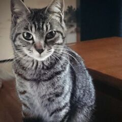 虎柄美猫の里親募集!