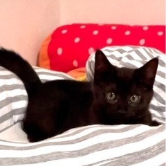 黒猫ファンの方‼️の画像