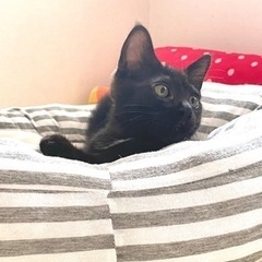 黒猫ファンの方‼️ - 猫