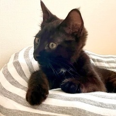 黒猫ファンの方‼️ - 里親募集