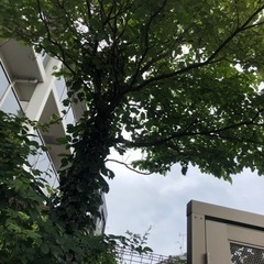 樹木 森林 庭木 伐採 いらない木 邪魔な木 竹林 切ります 抜根無し 東京 埼玉 千葉 茨城 - 北葛飾郡