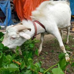 ヤギ1歳オス