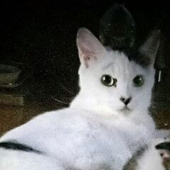 白黒人好きの優しい猫ちゃんです