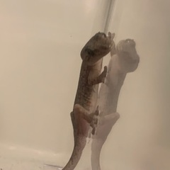 ニホンヤモリ(メス3匹)