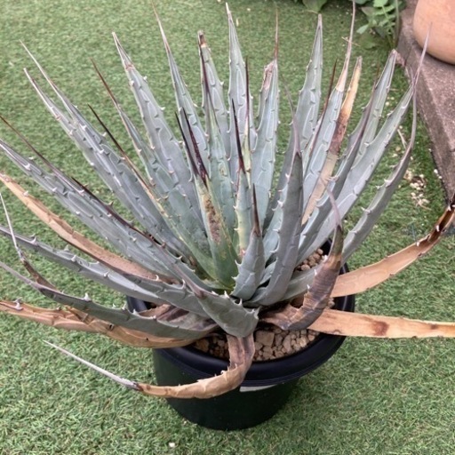 アガベ　ユタエンシス　エボリスピナ