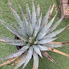 アガベ ユタエンシス エボリスピナ