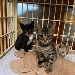 子猫3匹　オス1 メス2 生後2ヶ月