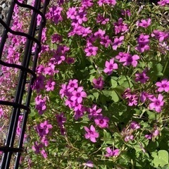 カタバミ　ピンク色　②