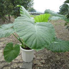 ★BIGサイズの観葉植物：クワズイモ：H110・W140・D13...