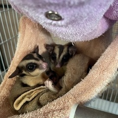 モモンガの里親募集