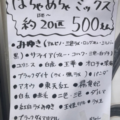 笑ちゃんメダカ約20匹の画像