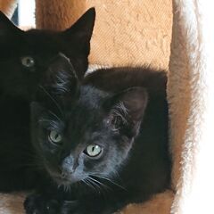 兄弟で必死に生きている子猫　里親募集中