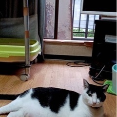 犬っぽい猫