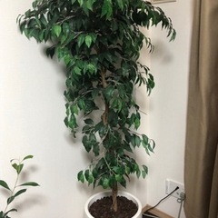 観葉植物【イミテーション】の画像