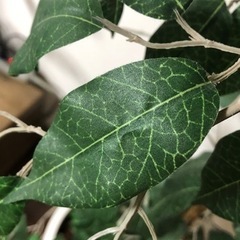 観葉植物【イミテーション】の画像