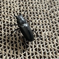 メタリフェルホソアカクワガタ (ぺレン)♂1♀2(202307-メ埼玉1)の画像