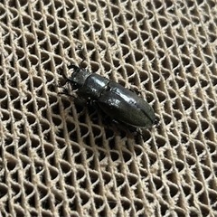 メタリフェルホソアカクワガタ (ぺレン)♂1♀2(202307-メ埼玉1)の画像