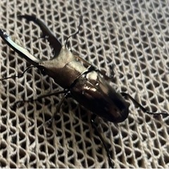 メタリフェルホソアカクワガタ (ぺレン)♂1♀2(202307-メ埼玉1)の画像