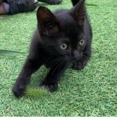 生後2ヶ月前後　猫　切実に助けて
