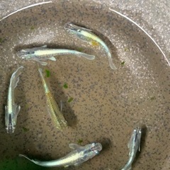 エメキン値下げ　230804の画像