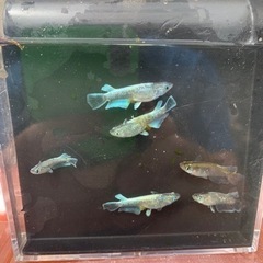 エメキン値下げ　230804の画像