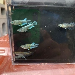 エメキン値下げ　230804の画像