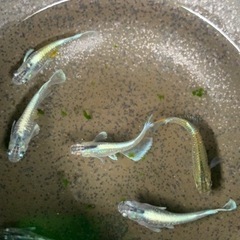 エメキン値下げ　230804の画像