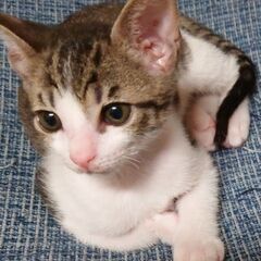 ※トライアル予定※　置いてきぼりのきょうだい  ルー(仮)　
