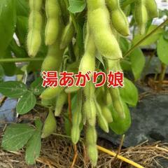 売り切れ❌松ちゃん様　⑬枝豆【湯あがり娘】1袋400g強入り‼1袋300円✕4‼️相場1袋450円～＋税‼新鮮採れたて‼️の画像