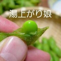 売り切れ❌松ちゃん様　⑬枝豆【湯あがり娘】1袋400g強入り‼1...