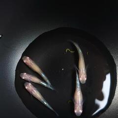 ブロンズアルビノメダカ オス3メス2   1500円