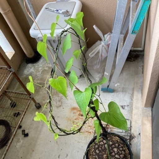 塊根　植物　亀甲竜　メキシコ塊根植物