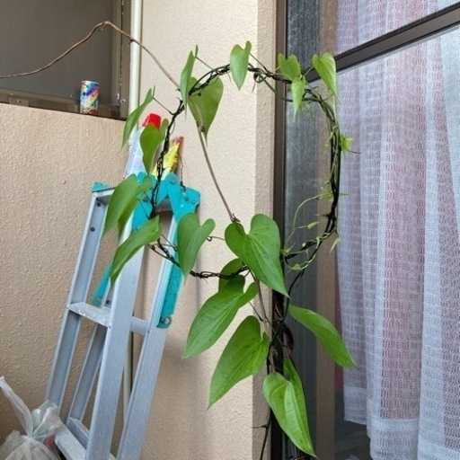 塊根　植物　亀甲竜　メキシコ塊根植物