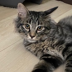 キジトラの男の子　里親様募集です。