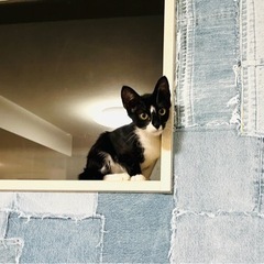 【見学可能】生後四か月、ワクチン1回目済、可愛い子猫の里親募集