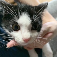 里親さん探しています − 和歌山県