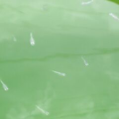 【受付終了】幹之メダカ（稚魚）10匹