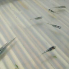 【受付終了】幹之メダカ（稚魚）10匹の画像