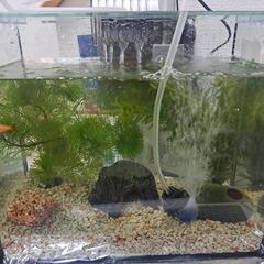 水槽セット売ります。